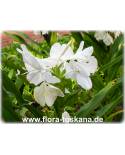 Hedychium coronarium - Schmetterlingslilie, Weißer Ingwer