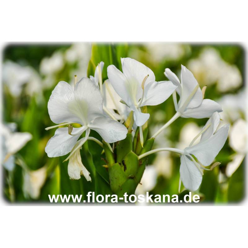Hedychium coronarium - White Ginger, Butterfly Ginger Lily | FLORA TOSKANA