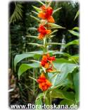 Hedychium gardnerianum - Zieringwer, Kahili-Ingwer, Gelber Schmetterlings-Ingwer