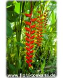 Heliconia rostrata - Lobster Claw, Parrot Peak