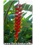 Heliconia rostrata - Hängende Hummerschere, Rote Helikonie, Falsche Paradiesvogelblume