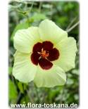 Hibiscus calyphyllus - Gelber Hibiskus, Sonnenhibiskus