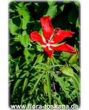 Hibiscus coccineus - Red Hibiscus