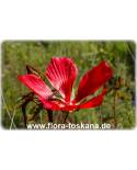 Hibiscus coccineus - Scharlach-Hibiskus