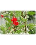 Hibiscus rosa-sinensis 'Variegata' - Buntlaubiger Hibiskus, Buntblättriger Eibisch