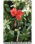 Hibiscus rosa-sinensis 'Variegata' - Buntlaubiger Hibiskus, Buntblättriger Eibisch