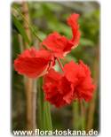 Hibiscus schizopetalus 'Pagoda' - Koralleneibisch, Korallen-Hibiskus