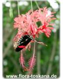 Hibiscus schizopetalus - Koralleneibisch, Korallen-Hibiskus