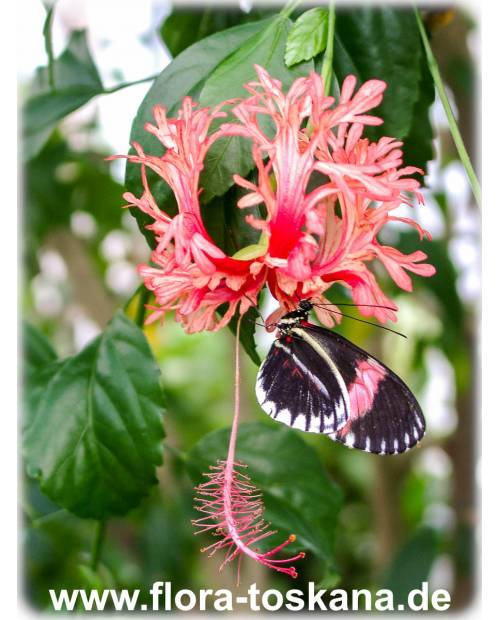 Hibiscus schizopetalus - Koralleneibisch, Korallen-Hibiskus