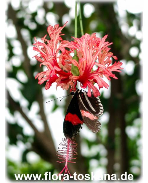 Hibiscus schizopetalus - Koralleneibisch, Korallen-Hibiskus
