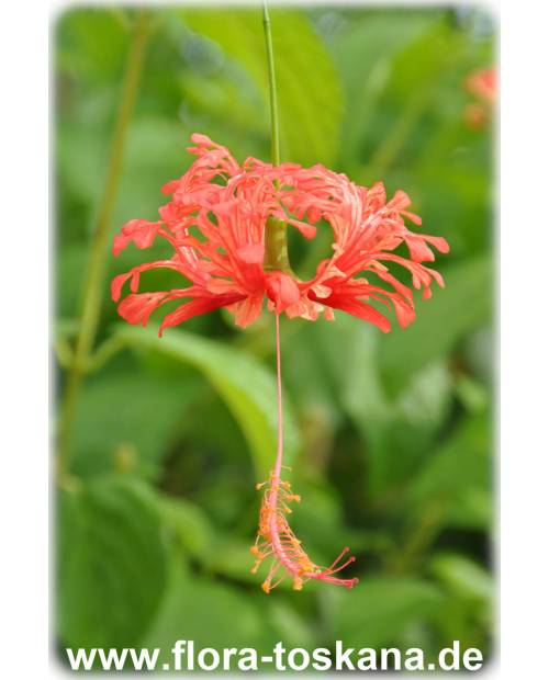 Hibiscus schizopetalus - Koralleneibisch, Korallen-Hibiskus