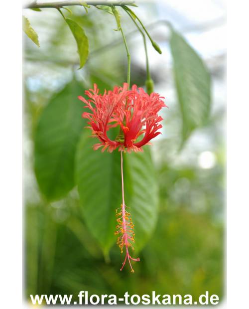 Hibiscus schizopetalus - Koralleneibisch, Korallen-Hibiskus