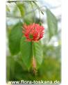 Hibiscus schizopetalus - Koralleneibisch, Korallen-Hibiskus