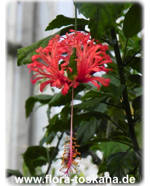 Hibiscus schizopetalus - Koralleneibisch, Korallen-Hibiskus