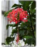 Hibiscus schizopetalus - Koralleneibisch, Korallen-Hibiskus