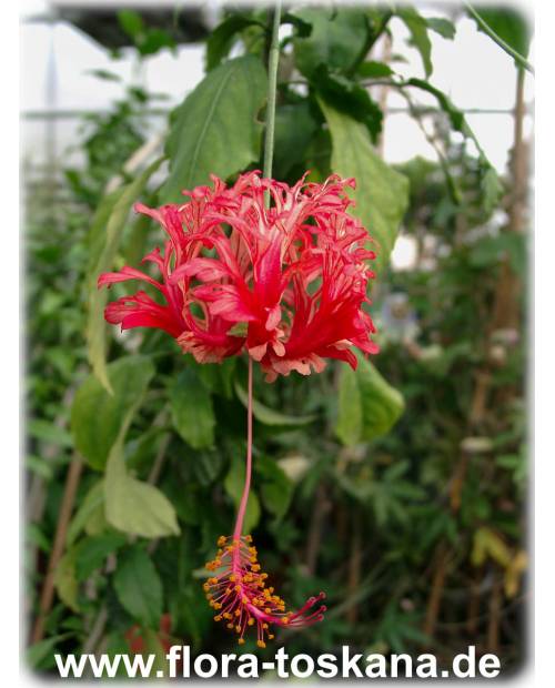 Hibiscus schizopetalus - Koralleneibisch, Korallen-Hibiskus