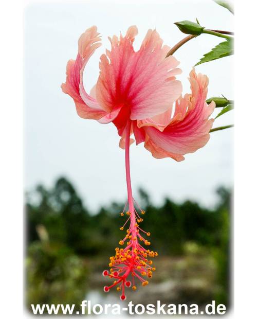 Hibiscus schizopetalus - Koralleneibisch, Korallen-Hibiskus