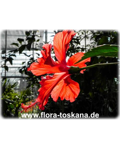 Hibiscus schizopetalus - Koralleneibisch, Korallen-Hibiskus