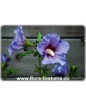 Hibiscus syriacus - Blue Hibiscus, Rose of Sharon