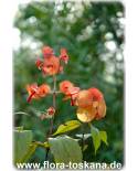 Holmskioldia sanguinea - Rote Chinesenhutpflanze