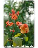 Holmskioldia sanguinea - Chinese Hat, Parasol Flower, Mandarins hat