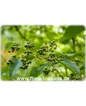 Hovenia dulcis - Japanischer Rosinenbaum