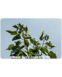 Hovenia dulcis - Japanese Raisin Tree