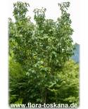 Hovenia dulcis - Japanischer Rosinenbaum