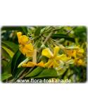 Hymenosporum flavum - Queensland Frangipani, Sweet Cheesewood, 