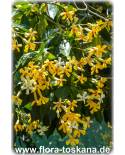 Hymenosporum flavum - Queensland Frangipani, Sweet Cheesewood, 
