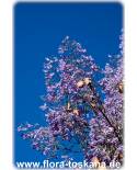 Jacaranda mimosifolia - Palisanderbaum, Palisanderholzbaum, Palisander