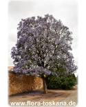 Jacaranda mimosifolia - Palisanderbaum, Palisanderholzbaum, Palisander