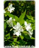 Jasminum officinale - Echter Jasmin (Pflanze), Gewöhnlicher Jasmin