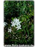 Jasminum polyanthum - Pink Jasmine, French Perfume Jasmine