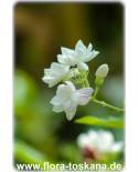 Jasminum sambac 'Maid of Orleans' - Arabian Jasmine
