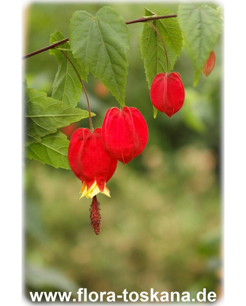 Abutilon megapotamicum   Flowering Maple, Weeping Maple, Chinese ...