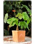 Jatropha podagrica - Flaschenpflanze, Rhabarber von Guatemala