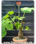 Jatropha podagrica - Flaschenpflanze, Rhabarber von Guatemala