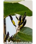 Kennedia nigricans - Schwarze Purpurbohne