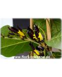 Kennedia nigricans - Schwarze Purpurbohne