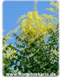 Koelreuteria paniculata - Blasen-Esche, Blasenbaum, Chinesischer Lackbaum