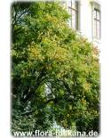 Koelreuteria paniculata - Blasen-Esche, Blasenbaum, Chinesischer Lackbaum
