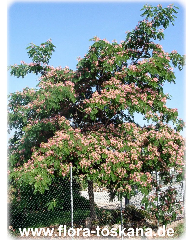 Winterhart Albizia julibrissin 'Rosso' Seidenbaum Pflanze 140-170cm 