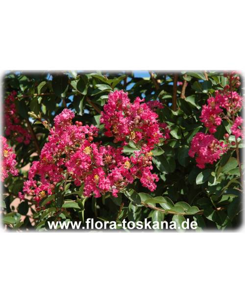 Lagerstroemia indica 'Rubra Magnifica' - Rote Kreppmyrte, Kräuselmyrte, Indische Lagerströmie