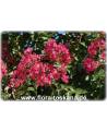 Lagerstroemia indica 'Rubra Magnifica' - Rote Kreppmyrte, Kräuselmyrte, Indische Lagerströmie