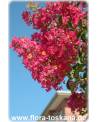 Lagerstroemia indica 'Rubra Magnifica' - Rote Kreppmyrte, Kräuselmyrte, Indische Lagerströmie