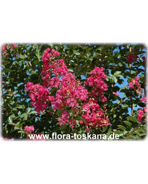 Lagerstroemia indica 'Rubra Magnifica' - Rote Kreppmyrte, Kräuselmyrte, Indische Lagerströmie