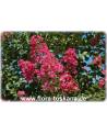 Lagerstroemia indica 'Rubra Magnifica' - Rote Kreppmyrte, Kräuselmyrte, Indische Lagerströmie