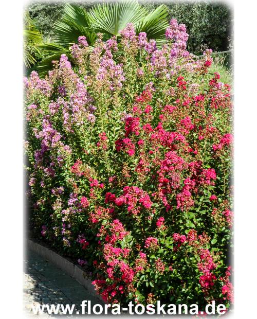 Lagerstroemia indica 'Rubra Magnifica' - Rote Kreppmyrte, Kräuselmyrte, Indische Lagerströmie