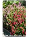 Lagerstroemia indica 'Rubra Magnifica' - Rote Kreppmyrte, Kräuselmyrte, Indische Lagerströmie
